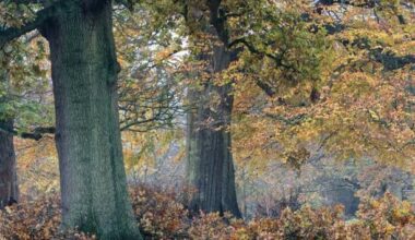 30 acres of native forest destroyed in Cork