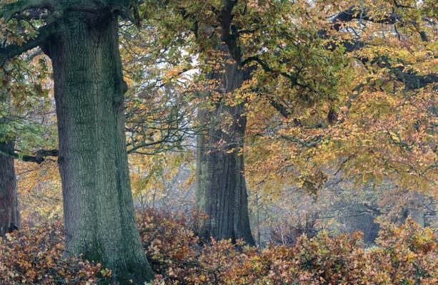 30 acres of native forest destroyed in Cork