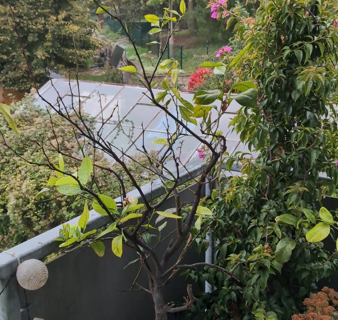 Zitrone sieht kränklich aus