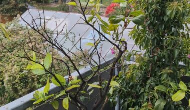 Zitrone sieht kränklich aus