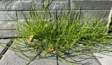 Was ist das für ein Unkraut?