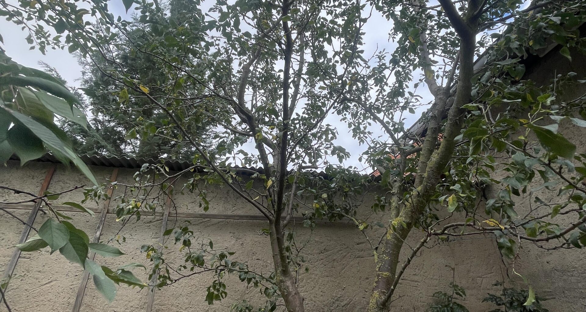 Wie verschneide ich diesen Obstbaum?