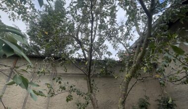 Wie verschneide ich diesen Obstbaum?