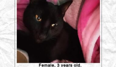 Missing cat in North Belfast