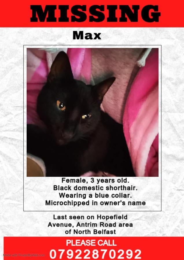 Missing cat in North Belfast
