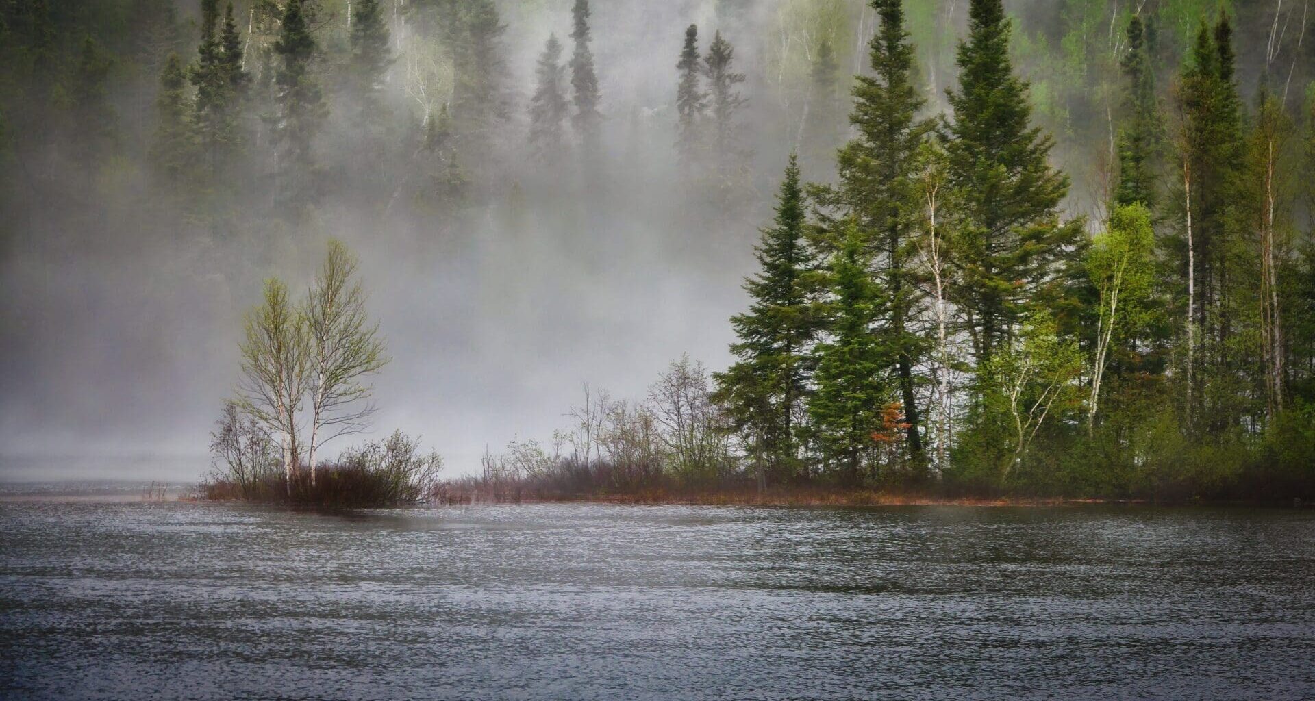 Government Invests In Forests to Strengthen Climate Protection