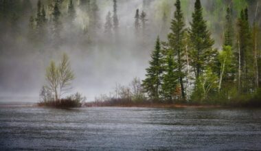 Government Invests In Forests to Strengthen Climate Protection