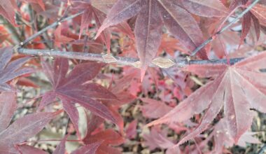 Was hat mein japanischer Ahorn?