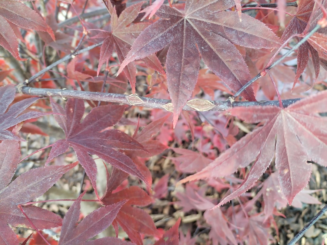 Was hat mein japanischer Ahorn?