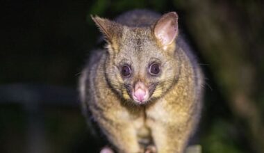 Possums as pets? Former Wellington mayor is dead against it