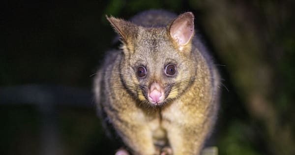 Possums as pets? Former Wellington mayor is dead against it
