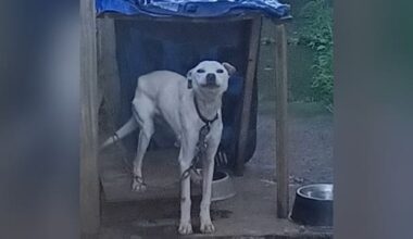 Pair sentenced after dog's death from starvation, hypothermia