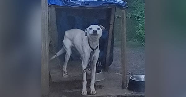 Pair sentenced after dog's death from starvation, hypothermia