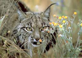 Italy seeks to protect the LIFE environmental program, in order to preserve European biodiversity. Photo: Agencia SINC.