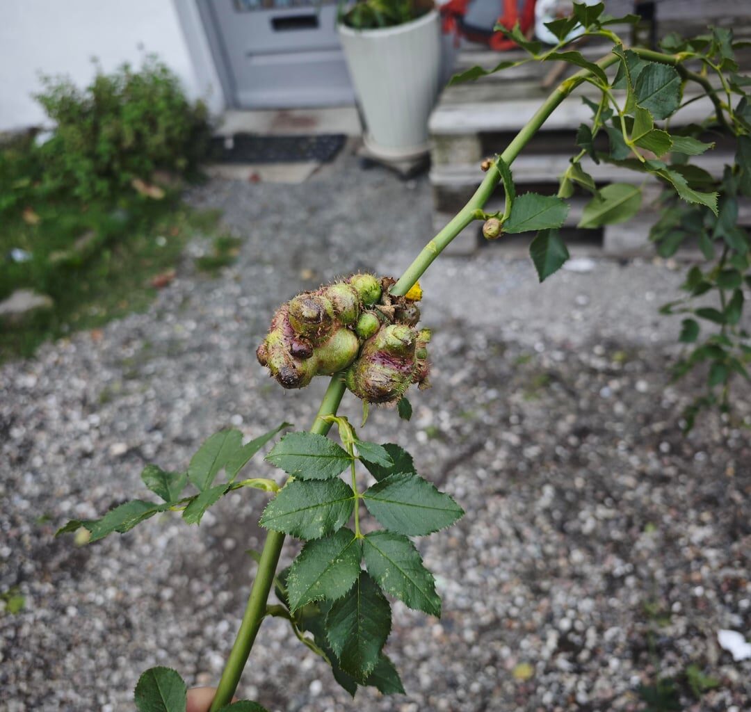 Was ist das da an meiner Hagebutte?