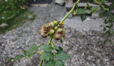 Was ist das da an meiner Hagebutte?