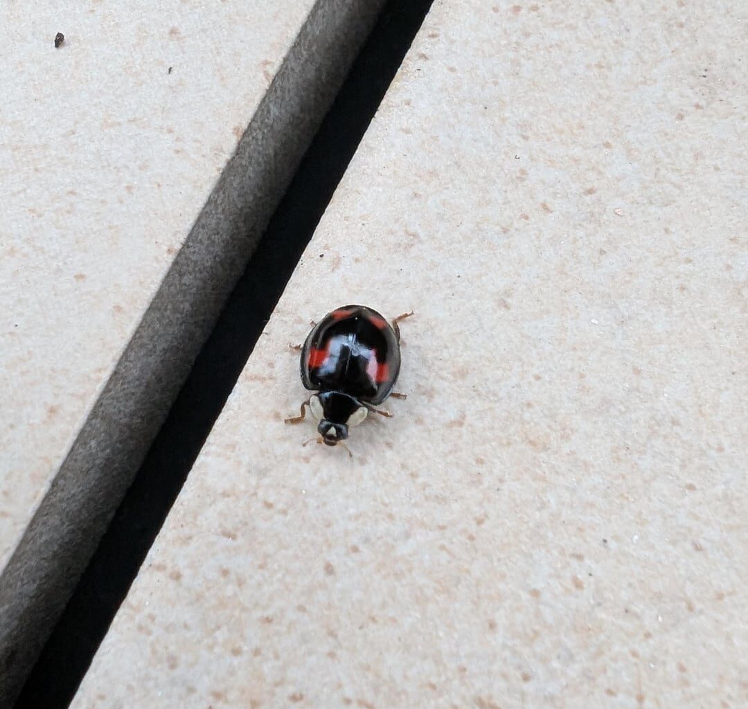 Das Muster hab ich so noch auf keinem Marienkäfer gesehen 🐞