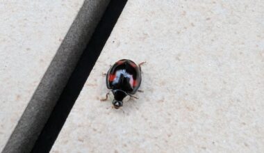 Das Muster hab ich so noch auf keinem Marienkäfer gesehen 🐞