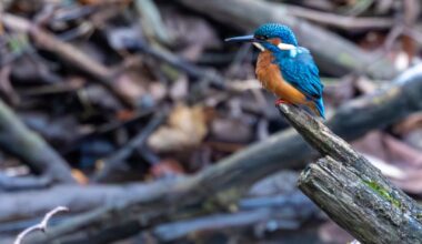 Kingfisher