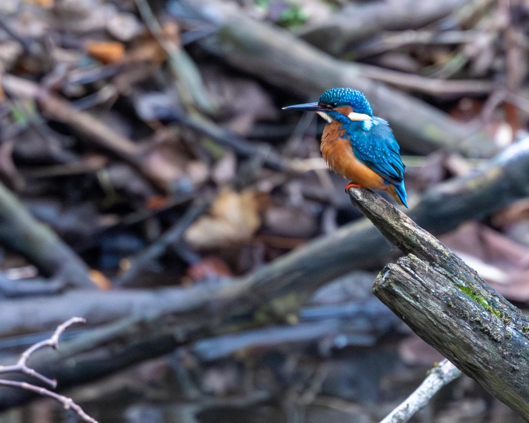 Kingfisher