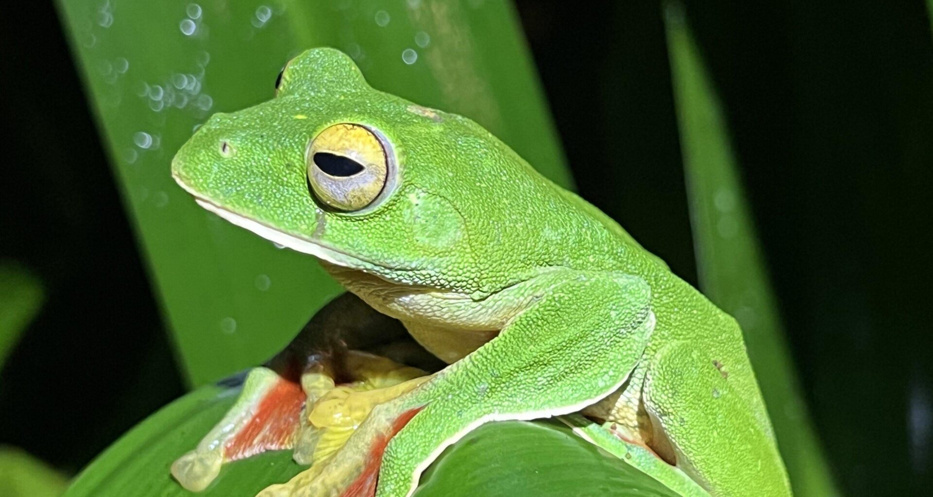 Extinction rates have slowed across many plant and animal groups, study shows