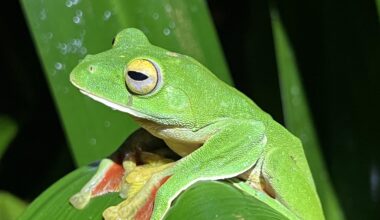 Extinction rates have slowed across many plant and animal groups, study shows