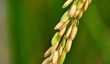 Ist Reis eine C4-Pflanze?