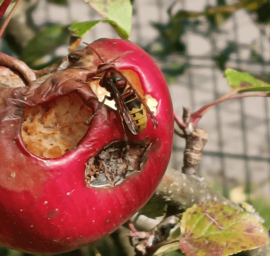 Lass ich noch hängen