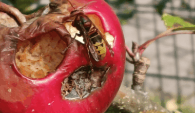 Lass ich noch hängen