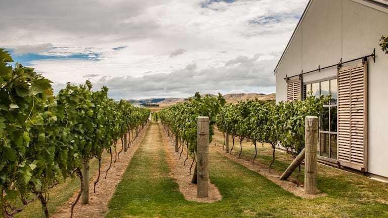 Rows of green grapevines in a vineyard in summer in Martinborough, Wairarapa.