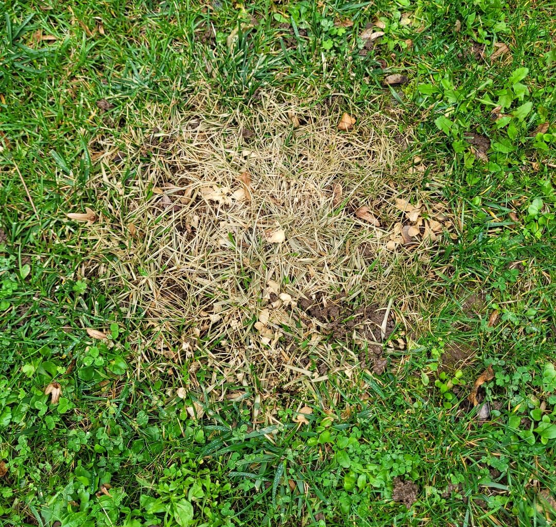 "Verdorrte" Stelle im Rasen, wieso?