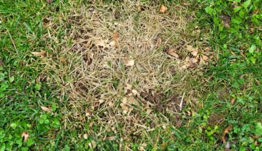 "Verdorrte" Stelle im Rasen, wieso?