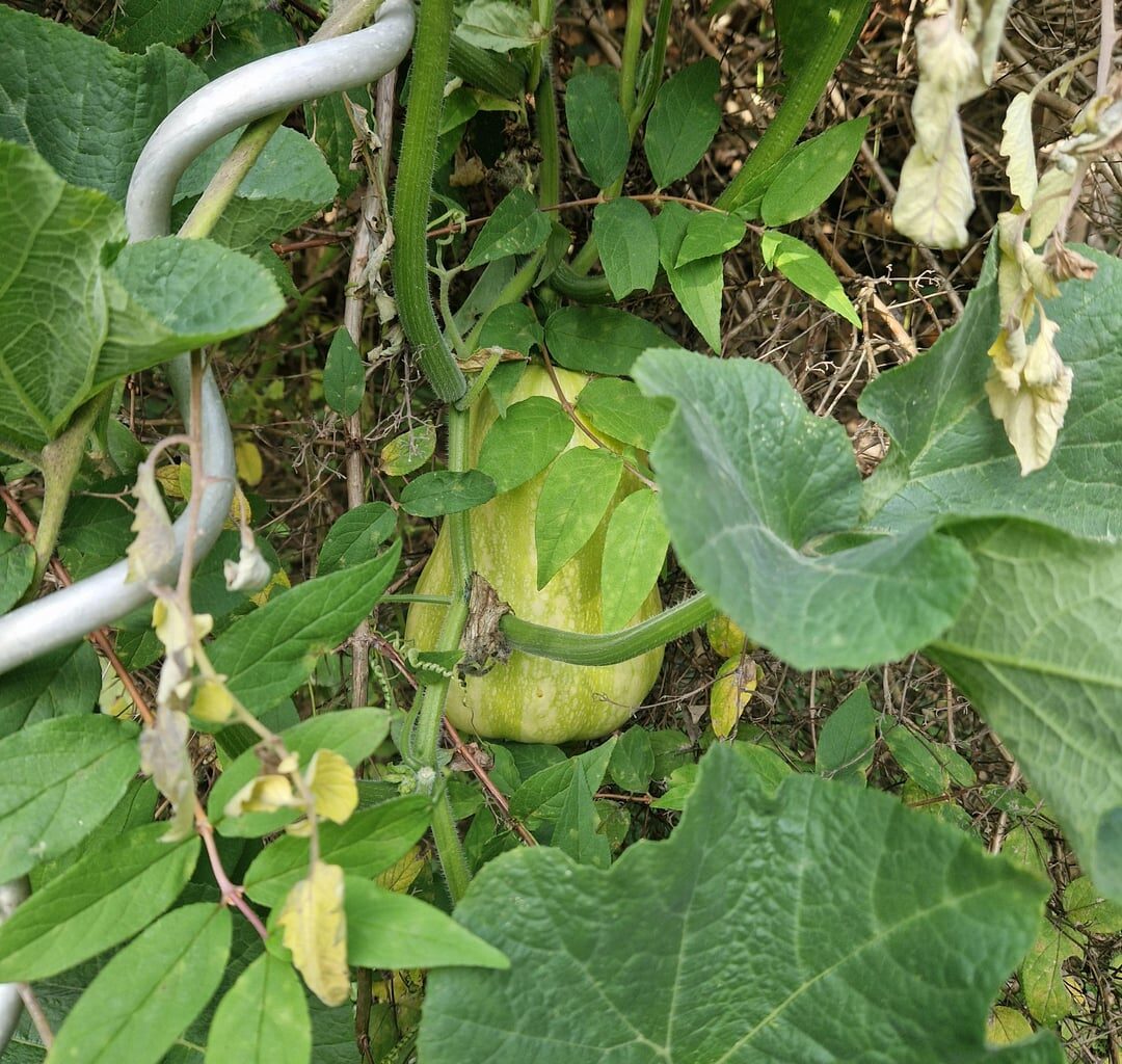 Was soll ich mit diesem Kürbis machen?