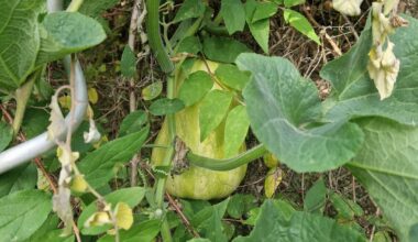 Was soll ich mit diesem Kürbis machen?