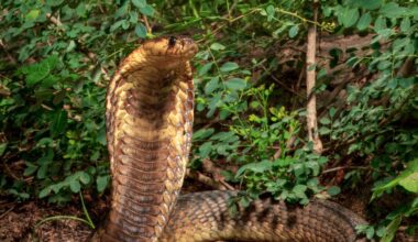Danske forskere udvikler banebrydende modgift mod 17 farlige slangearter