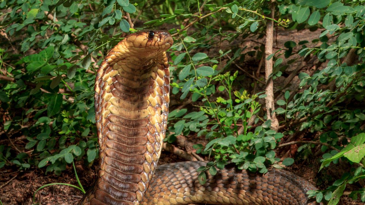 Danske forskere udvikler banebrydende modgift mod 17 farlige slangearter