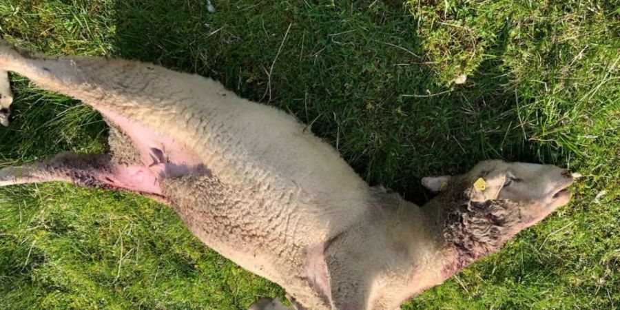 Insgesamt rissen Wölfe bis Ende Oktober 832 Nutztiere. (Symbolbild)