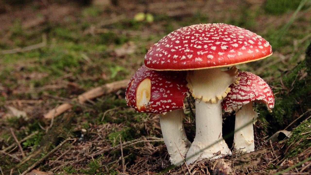 cómo reconocerlas y evitar intoxicaciones este otoño