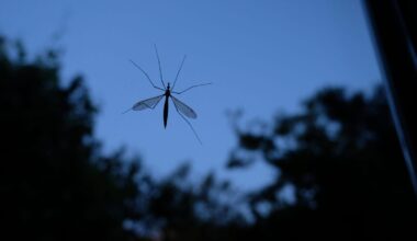 Climate Change Brings Mosquitoes to Iceland for the First Time – One Green Planet