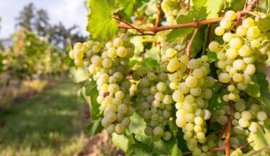 Wine harvest 2025 expected to be 5% higher than last year
