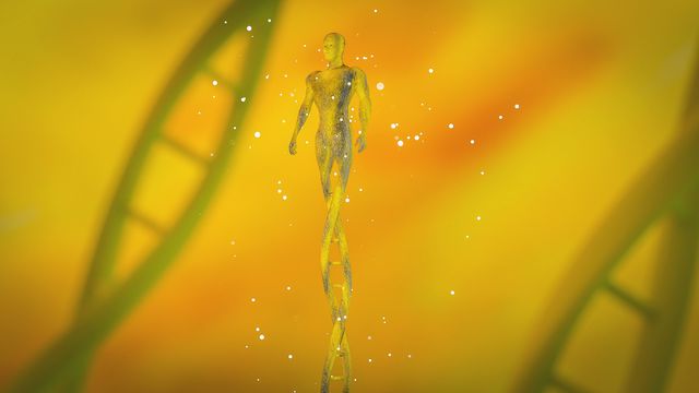 MIT Finds Genome Loops Survive Cell Division