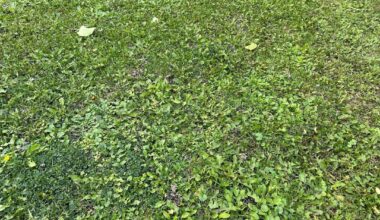 Ist mein Rasen noch zu retten?