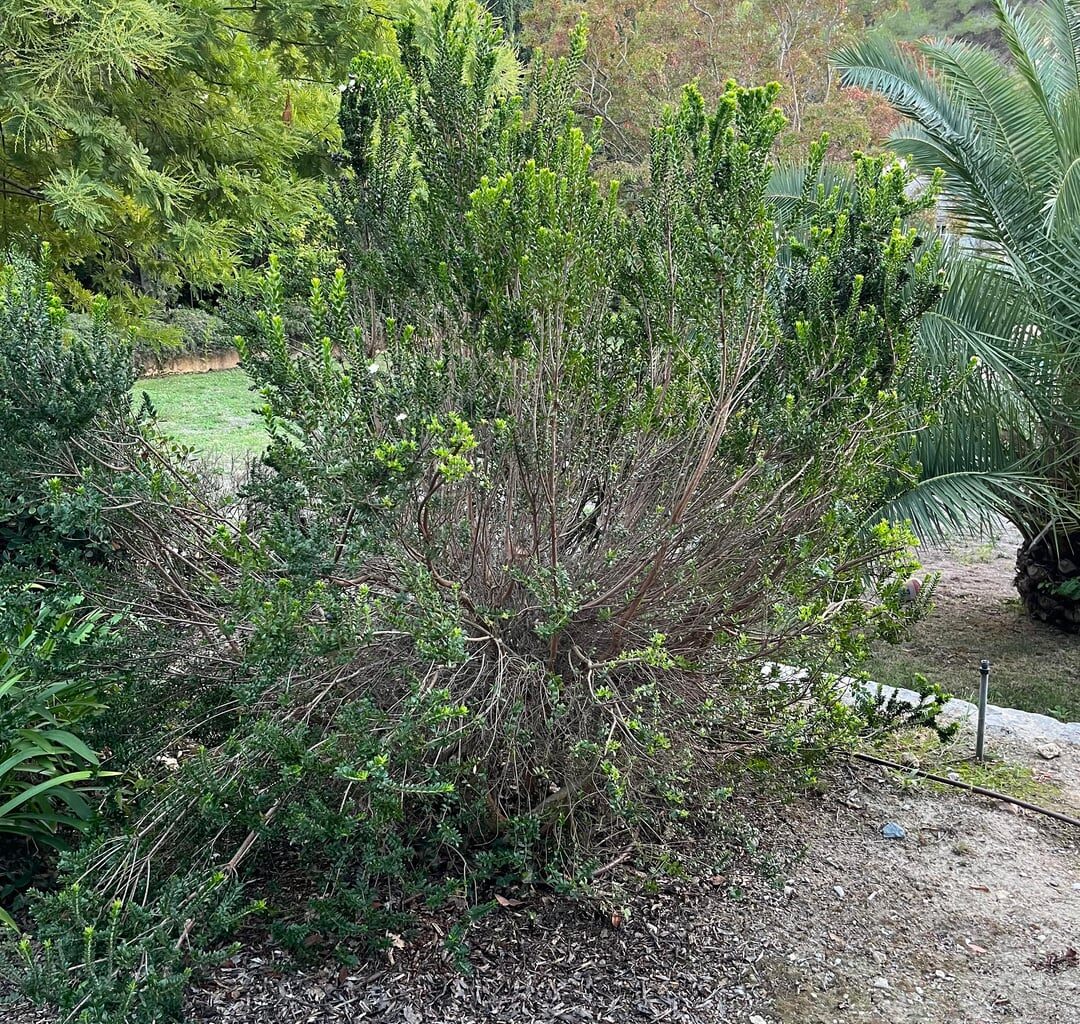 Wie Myrte schneiden, damit sie besser aussieht?