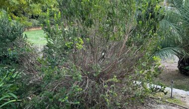 Wie Myrte schneiden, damit sie besser aussieht?