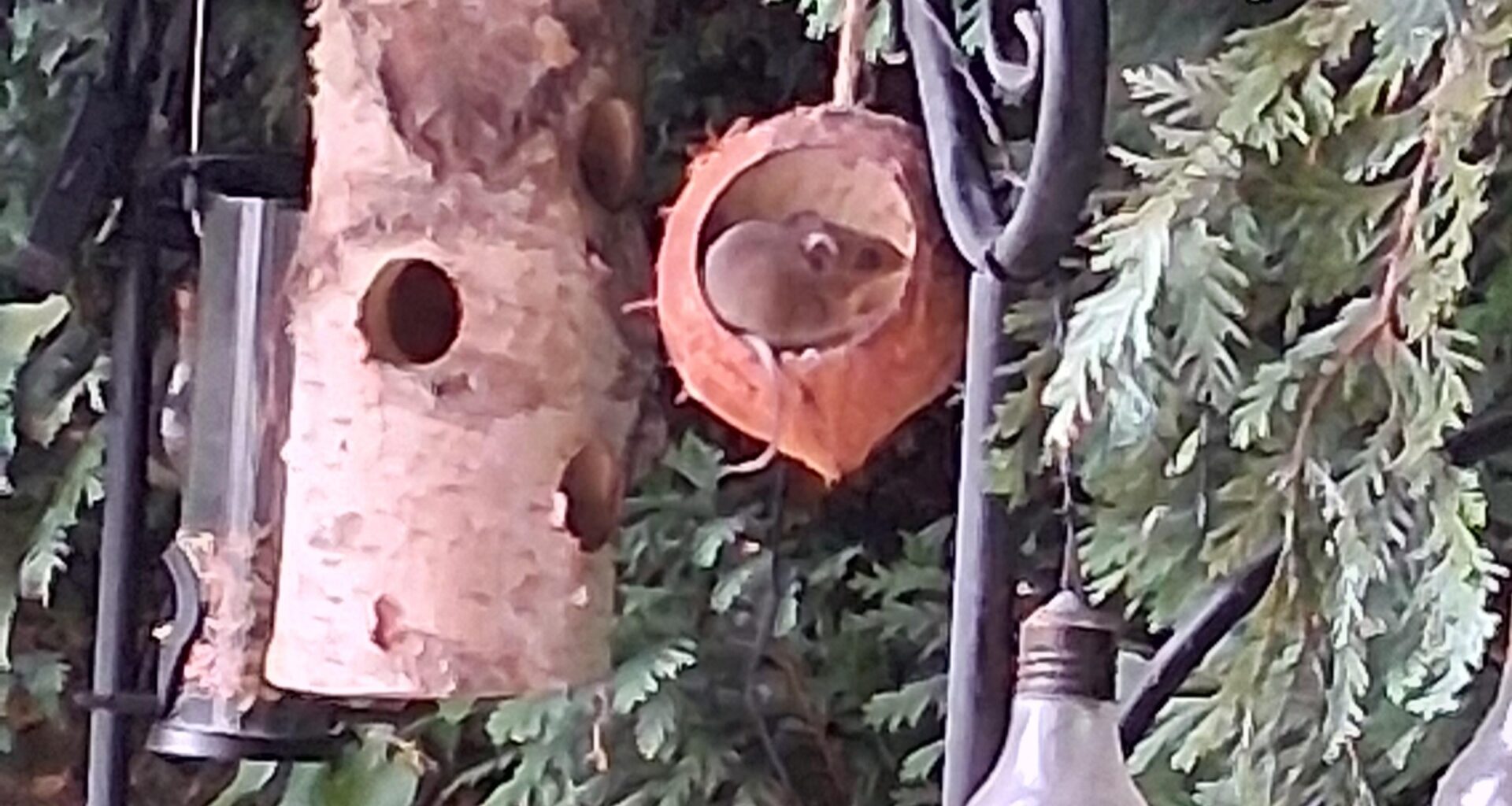 Was ist das für ein Vogel?