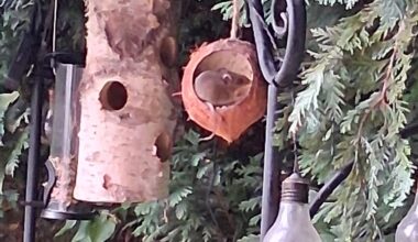 Was ist das für ein Vogel?