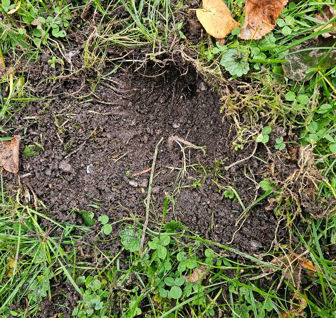 Welches Tier macht diese Löcher?