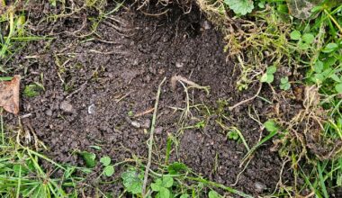 Welches Tier macht diese Löcher?