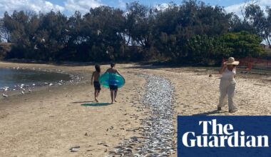 Cause of Gold Coast mass fish kill unknown with marine heatwave most likely culprit, scientists say.