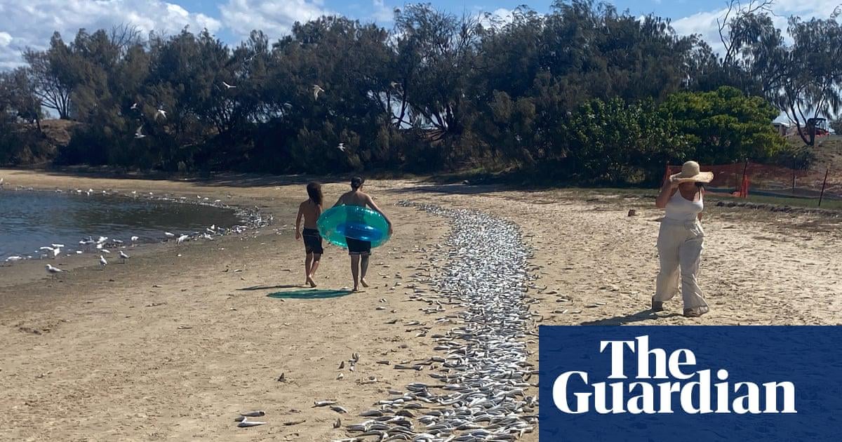 Cause of Gold Coast mass fish kill unknown with marine heatwave most likely culprit, scientists say.